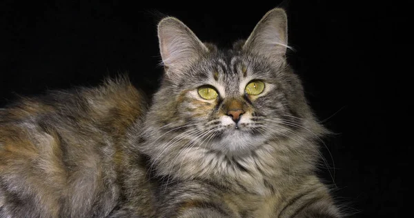 Tortie Maine Coon Εγχώρια Γάτα Θηλυκό Που Ενάντια Στο Μαύρο — Φωτογραφία Αρχείου