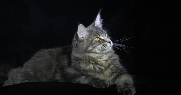 Blue Blotched Tabby Maine Coon Domestic Cat Female Laying Black — 图库照片