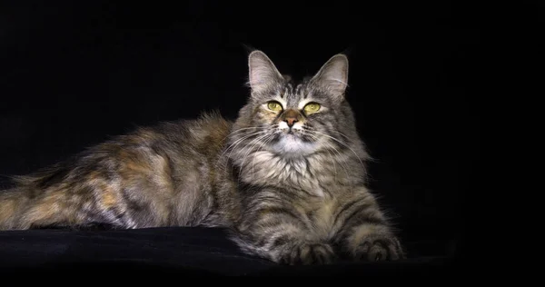 Tortie Maine Coon Domestic Cat Female Laying Black Background Normandy — 图库照片