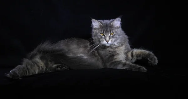 Blue Blotched Tabby Maine Coon Domestic Cat Mujer Acostada Sobre —  Fotos de Stock