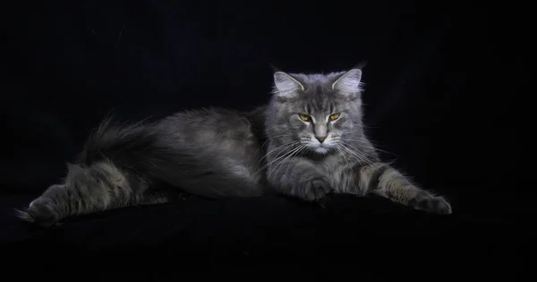 Blue Blotched Tabby Maine Coon Domestic Cat Female Laying Black — Stock Photo, Image