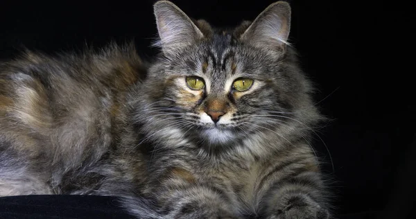 Tortie Maine Mýval Domácí Kočka Žena Ležící Černém Pozadí Normandie — Stock fotografie