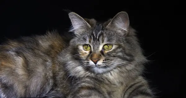 Tortie Maine Coon Domestic Cat Female Laying Black Background Normandy — Stock Photo, Image