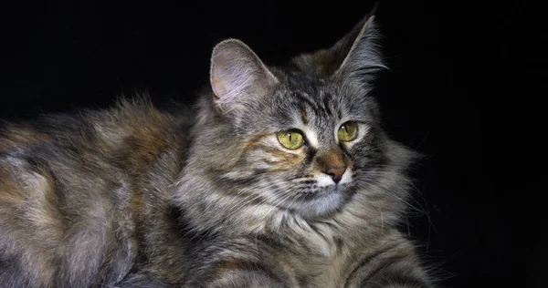 Tortie Maine Coon Domestic Cat Feminino Colocando Contra Fundo Preto — Fotografia de Stock