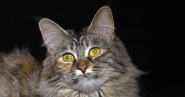 Tortie Maine Coon Domestic Cat Retrato Feminino Contra Fundo Preto — Fotografia de Stock