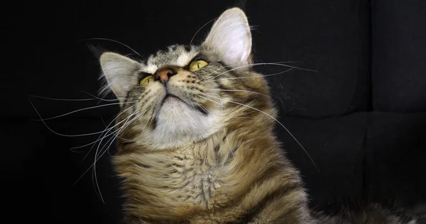 Brown Blotched Tabby Maine Mýval Domácí Kočka Portrét Muže Proti — Stock fotografie