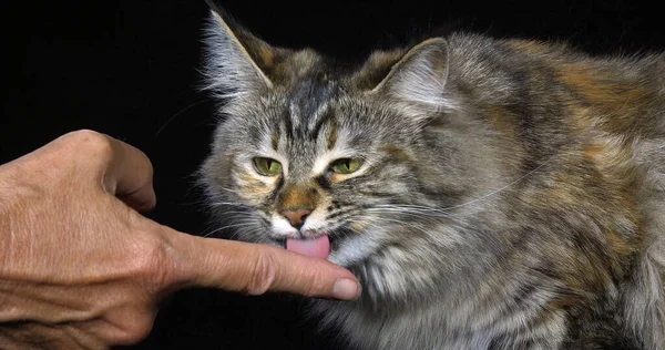 Tortie Maine Coon Domestic Cat Retrato Feminino Contra Fundo Preto — Fotografia de Stock