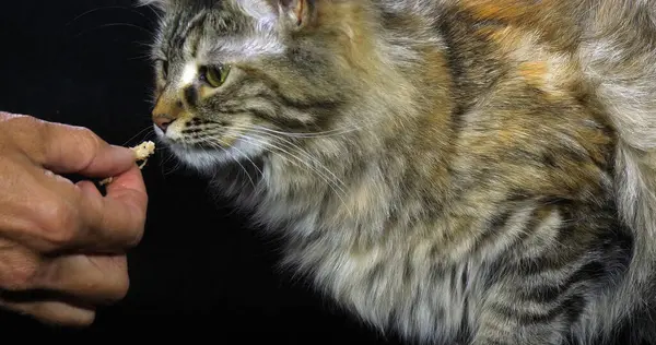 Tortie Maine Coon Domestic Cat Retrato Mujer Comiendo Contra Fondo — Foto de Stock