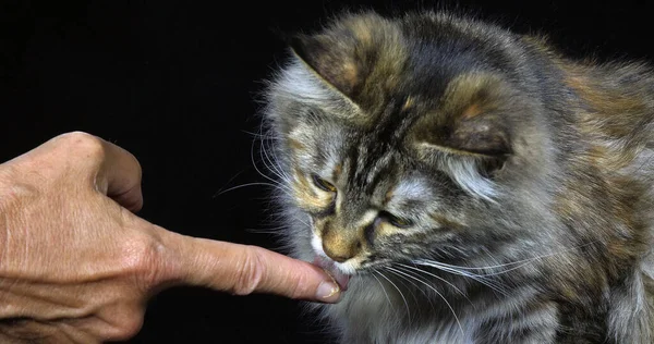 Tortie Maine Coon Domestic Cat Retrato Fêmea Comendo Contra Fundo — Fotografia de Stock