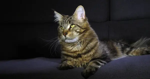 Brown Blotched Tabby Maine Coon Εγχώρια Γάτα Αρσενικό Που Ενάντια — Φωτογραφία Αρχείου
