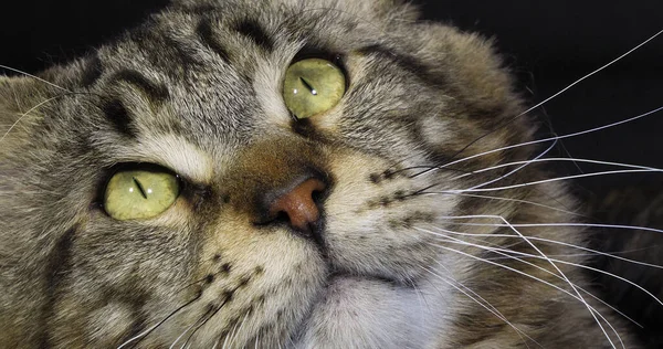 Brown Blotched Tabby Maine Coon Domestic Cat Ritratto Maschio Sfondo — Foto Stock