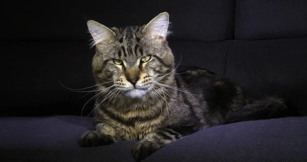 Brown Blotched Tabby Maine Coon Εγχώρια Γάτα Αρσενικό Που Ενάντια — Φωτογραφία Αρχείου