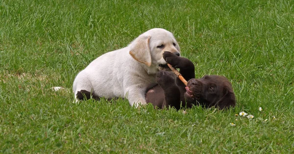 Yellow Labrador Retriever and Brown Labrador Retriever, Puppies Playing on the Lawn with a stick of wood, Normandy in France