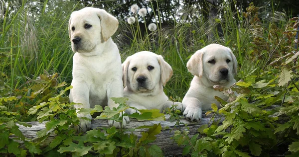 Yellow Labrador Retriever, Puppies in the Vegetation, Normandy in France