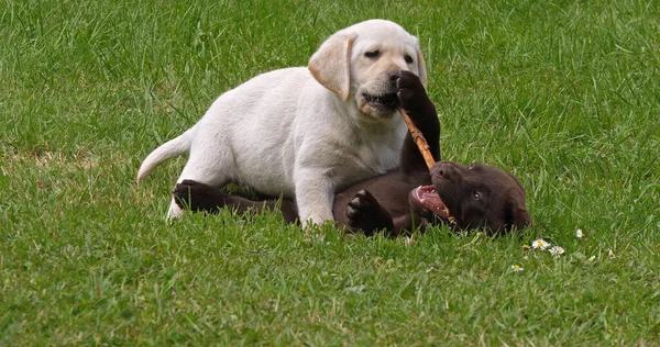 Yellow Labrador Retriever and Brown Labrador Retriever, Puppies Playing on the Lawn with a stick of wood, Normandy in France