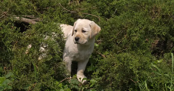 Sarı Labrador Retriever Bitki Örtüsünde Köpek Normandiya — Stok fotoğraf