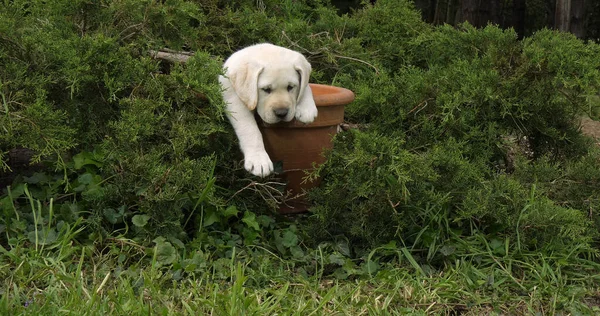 黄色拉布拉多猎犬 在花盆里玩耍的小狗 诺曼底 — 图库照片