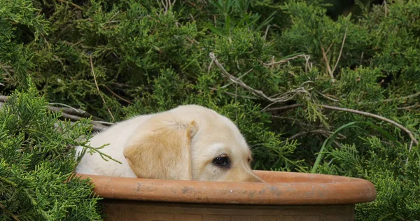 Labrador Retriever Giallo Cucciolo Che Gioca Vaso Fiori Normandia — Foto Stock