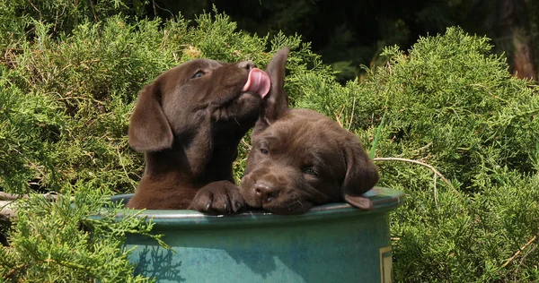 Brown Labrador Retriever Puppies Playing Flowerpot Normandy — Stock Photo, Image