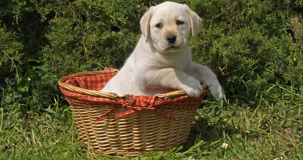 Yellow Labrador Retriever, Puppy Playing in a Basket, Normandy