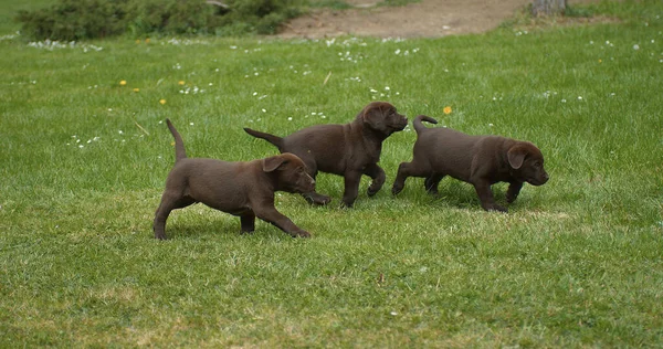 布朗拉布拉多猎犬 在草坪上奔跑的小狗 法国诺曼底 — 图库照片