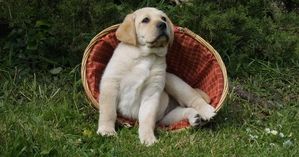 黄色拉布拉多猎犬 小狗在篮子里玩耍 诺曼底 — 图库照片