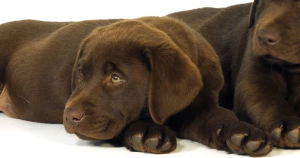 Braune Labrador Retriever Welpen Auf Weißem Hintergrund Schlafen Normandie — Stockfoto