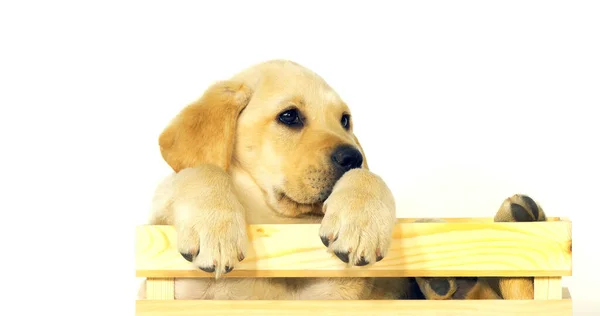 Amarillo Labrador Retriever Cachorro Jugando Una Caja Sobre Fondo Blanco —  Fotos de Stock