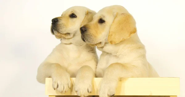 Amarillo Labrador Retriever Cachorros Jugando Una Caja Sobre Fondo Blanco — Foto de Stock