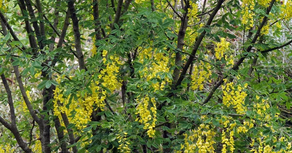 Gouden Kettingboom Laburnum Vulgare Bloei Lente Normandië Frankrijk — Stockfoto