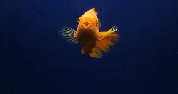 Midas Cichlid Amphilophus Citrinellus Fish Swimming Freshwater Aquarium — Stock Photo, Image