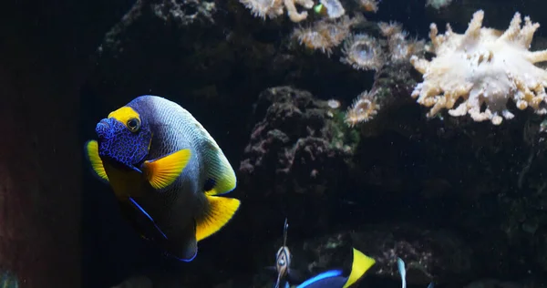 Cara Azul Angelfish Pomacanthus Xanthometopon Adulto Cerca Coral Peces Del — Foto de Stock