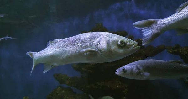 Sea Bass Dicentrarchus Labrax Natação Grupo — Fotografia de Stock