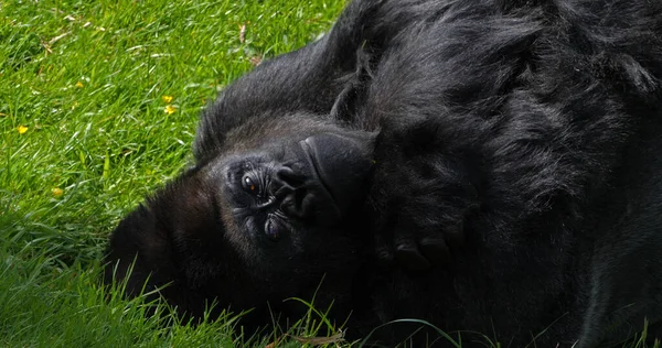 Eastern Lowland Gorilla Gorila Gorilla Graueri Silverback Masculino Deitado Grama — Fotografia de Stock