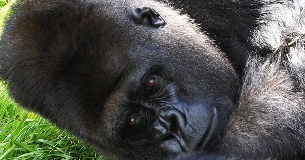Eastern Lowland Gorilla Gorila Gorilla Graueri Silverback Masculino Deitado Grama — Fotografia de Stock