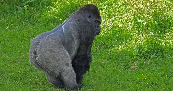 Kelet Alföld Gorilla Gorilla Gorilla Graueri Silverback Férfi Feküdt Füvön — Stock Fotó