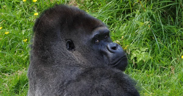 Oriente Gorila Tierras Bajas Gorila Gorila Graueri Dorso Plateado Macho — Foto de Stock