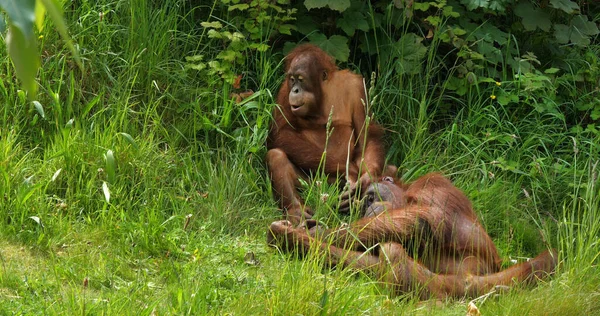 Orang Utan Pongo Pigmaeus Annem Young Oynuyor — Stok fotoğraf