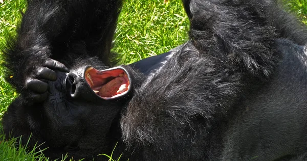 Östlicher Flachlandgorilla Gorilla Gorilla Graueri Silberrücken Männchen Legt Sich Auf — Stockfoto