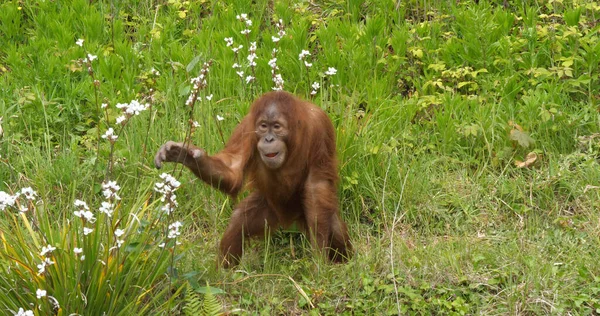Orang Utan Pongo Pygmaeus Junge Der Vegetation — Stockfoto