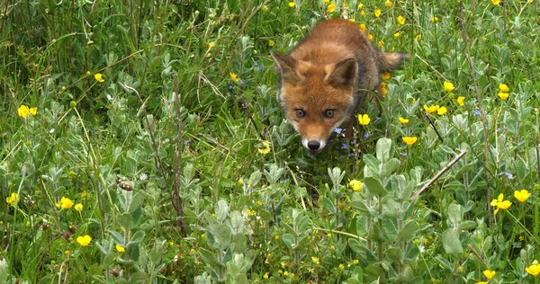Red Fox Sępy Sępy Pup Walking Meadow Yellow Flowers Normandia — Zdjęcie stockowe