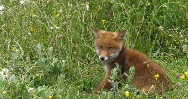 Red Fox Vulpes Vulpes Pup Walking Meadow Yellow Flowers Normandy — Stock Photo, Image