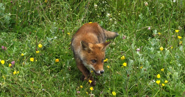 Red Fox Vulpes Vulpes Pup Walking Meadow Yellow Flowers Normandie — Stock fotografie