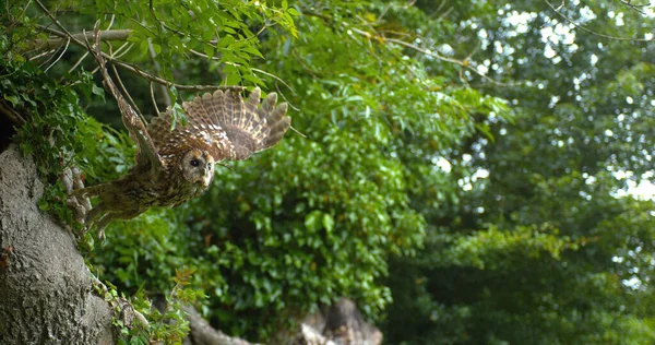 Eurasian Tawny Owl Strix Aluco Dospělý Letu Vzlet Stromu Normandie — Stock fotografie