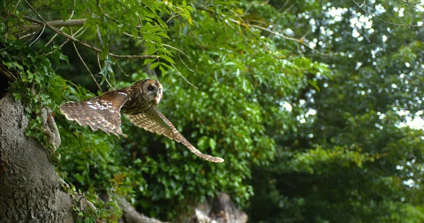 Eurasian Tawny Owl Strix Aluco Dospělý Letu Vzlet Stromu Normandie — Stock fotografie