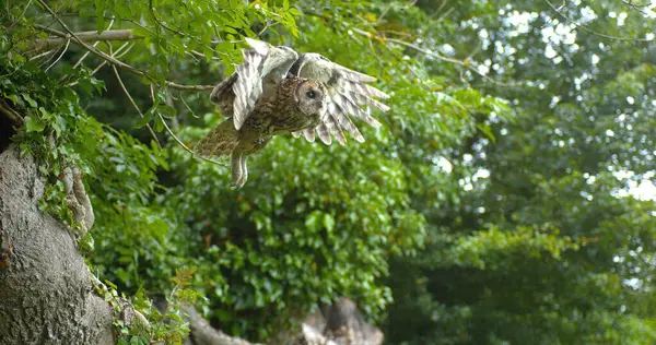 Eurasian Tawny Owl Strix Aluco Adult Flight Taking Tree Normandy — Stock Photo, Image