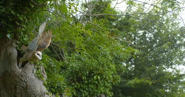 Barn Owl Tyto Alba Ενηλίκων Πτήσει Απογείωση Νορμανδία — Φωτογραφία Αρχείου