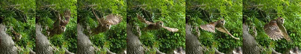 Búho Tawny Eurasiático Strix Aluco Adulto Vuelo Despegar Árbol Normandía — Foto de Stock