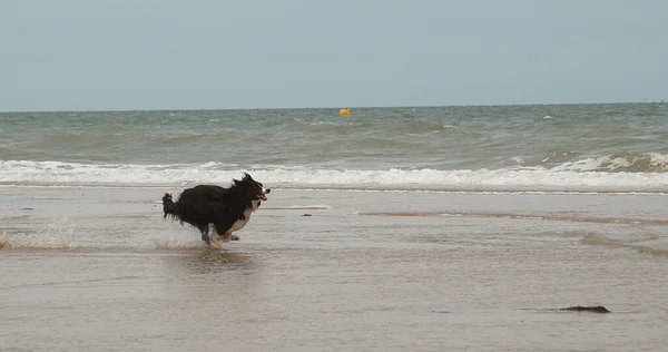 Fronteira Collie Dog Masculino Correndo Praia Normandia — Fotografia de Stock