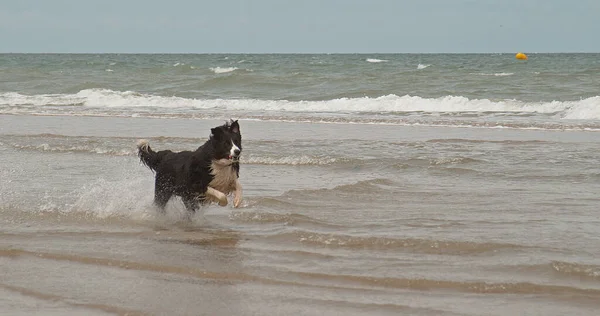 Frontera Collie Dog Masculino Corriendo Playa Normandía — Foto de Stock